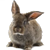 Везучий Кролик
